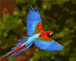 Guacamayo en vuelo VA-0549