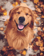 Golden retriever VA-1912