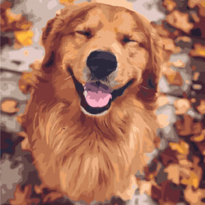 Golden retriever VA-1912